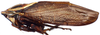 Habitus, lateral view: Drabescus zhangi, lateral habitus (MNHN). (Observation).