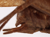 CollectionObject 1534509; 4c79a0fc-b7a5-4c3d-9485-69e46eebcb95: male abdomen tip, lateral view (holotype). (CollectionObject).