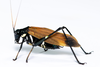 CollectionObject 1591735; 07aa16b7-fcbc-4630-8de5-b6958f543984: male, lateral view, in vivo. (CollectionObject).
