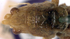 CollectionObject 1516816; 3ffd00e2-edef-4c7e-965b-9c28dbeee882: male head and pronotum, dorsal view (syntype or lectotype). (CollectionObject).