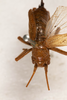 CollectionObject 1531180; c8e99a82-fa1e-4d8f-b358-7afaf3863422: female, dorsal view (syntype). (CollectionObject).