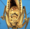CollectionObject 1506982; 203a01b5-cc42-4525-bb39-6db640b8ec1c: male abdomen tip (holotype). (CollectionObject).