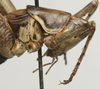 CollectionObject 1535165; e9d5f4f4-cb4f-4f1a-bbb3-9acfb3d67e5d: male pronotum, lateral view (lectotype). (CollectionObject).