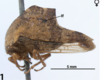 Habitus, lateral view: !! display not done !! on Telamona salvini Distant, 1879: (Observation).