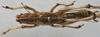 CollectionObject 1539648; 2e85d8d8-a644-4cb5-97bf-2dbbf76a71ee: male dorsal (syntype). (CollectionObject).;CollectionObject 1539649; 5e308dca-8056-47c1-bdb5-c15e234c7dc5: male dorsal (syntype). (CollectionObject).