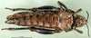 CollectionObject 1502608; d375a82f-7ff3-4527-9a8c-064f4323f997, DORSA BA000440S02: female, ventral view (allotype of Nocaracris cyanipes tristis). (CollectionObject).