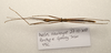 CollectionObject 1595845; 1ffa6490-742c-40cb-b435-1b2c1ffb987a: copyright LKCNH Singapore. male, dorsal view (paratype). (CollectionObject).