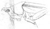 Pyrgocorypha hamata (Scudder, 1878): Pl. III, Fig. 21. head and pronotum, lateral view (probably female, pronotum length 7.6-11.5 mm). (Otu).