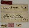 CollectionObject 1529693; 4d3db86c-cbb3-43ed-ba99-53289e088b6b: labels (holotype). (CollectionObject).