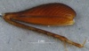 CollectionObject 1580115; 7eab2c46-da06-47a2-9152-d712abe3c5fb: male, hind femur (paratype). (CollectionObject).