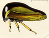 Habitus, lateral view on Darnis latior Fowler, 1894: (Observation).