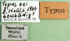 CollectionObject 1501493; 5fb8b892-e559-4b22-a54c-8f7f9b1c317f: labels (syntype). (CollectionObject).