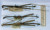 CollectionObject 1560518; 307749a2-566f-4d5d-bc5e-3dad516e9494: copyright MNHN, Paris. male of synonym Paradiapheromera strumosa (paralectotype, on right). (CollectionObject).