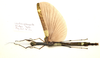 CollectionObject 1595882; 2bd13334-a4d3-4083-86fd-3225aca2cf8b: copyright LKCNH Singapore. female, dorsal view (holotype). (CollectionObject).