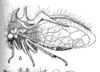 Habitus, lateral view on Cyphonia longispina Sakakibara, 1968: (Observation).