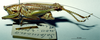 CollectionObject 1534038; fc482230-8b92-406b-a716-672b1f586a78: male habitus lateral view. (CollectionObject).