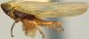Habitus, lateral view: Graminella nigrifrons, lateral habitus (INHS). (Observation).
