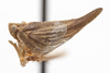 Habitus, lateral view on Acanthoflata salina (Dozier, 1927): (Observation).