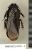 Ancaudellia setula Roth, 1982: Copyright Natural History Museum, London. Non-type (adult male) in BM(NH). Dorsal view. (Otu).