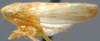 Habitus, lateral view on Cetexa graecula (Ball, 1901): Cetexa graecula, lateral habitus (NMNH). (Observation).
