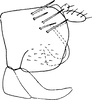 Pygofer, lateral view: Pygofer, lateral view. (Observation).