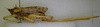 CollectionObject 1544423; 44c04f4d-9616-49a2-b708-1bb5768db6da: female, lateral view. (CollectionObject).