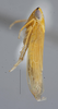 Habitus, lateral view: (Observation).