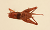 CollectionObject 2066764; 623d013f-1fb0-40bf-ade6-99a5c5fb5129, NHMUK015982400: female, dorsal view (paratype). (CollectionObject).