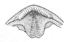 Ceuthophilus (Ceuthophilus) apache Hubbell, 1936: Fig. 646. Epiproct of male. (Otu).