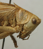 CollectionObject 1535193; 8953e378-407e-49fd-ba6a-8eb56171186b: male head and pronotum, lateral view (lectotype). (CollectionObject).