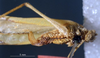 CollectionObject 1501729; 8b48c11e-f516-4a15-aeef-91b6f03c5d89: female, ventral view (paralectotype). (CollectionObject).