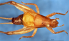 CollectionObject 1505326; 06763844-0603-4a69-8408-8af466275265: male, dorsal view (holotype). (CollectionObject).