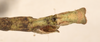 CollectionObject 1557324; 88f5273c-3787-4a94-a576-769194d15fb7: copyright OUMNH. male: end of abdomen, dorsal view (holotype). (CollectionObject).