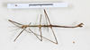 CollectionObject 1561480; 75e3de03-9f05-4be1-b4c7-e8a173e8faf7: copyright MHNG Geneva. male, dorsal view (syntype). (CollectionObject).