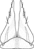 Subgenital plate, ventral view on Brazosa campinacu Pinedo-Escatel & Dietrich, 2020: valve and subgenital plate, ventral aspect. (Observation).