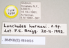 CollectionObject 1559453; 578e9e2a-4691-4089-8e01-37838b64286b: copyright Natural History Museum, London. male, data labels (paratype). (CollectionObject).;CollectionObject 1559454; ebecc9ec-62c2-4dee-968b-3db0f117c7ff: copyright Natural History Museum, London. male, data labels (paratype). (CollectionObject).