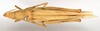CollectionObject 1535518; c13f2b4c-75a9-4be8-a9f7-3a729c1aac06: female, dorsal view (lectotype). (CollectionObject).