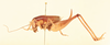 CollectionObject 1516678; ce8b1731-cce7-4142-95ee-22e0bd88638d, NHMUK015982126: female, lateral view (holotype). (CollectionObject).