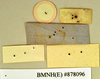 Hyposphaeria stylifera (Burmeister, 1838): Holotype, female, labels, reverse. BMNH(E)#878096. (Otu).