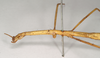 CollectionObject 1558547; 60a19b5b-98ed-4581-b16b-326a9354a656: copyright Natural History Museum, London. female: head and thorax, lateral view (syntype). (CollectionObject).;CollectionObject 1558548; 3181af4a-1fcb-427b-a9c6-e70ddf2ce114: copyright Natural History Museum, London. female: head and thorax, lateral view (syntype). (CollectionObject).