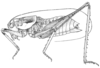 Pl. II, Fig. 3 (type). male (body length 27.5 mm). Depicts Ateloplus splendidus Hebard, 1934, an Otu.