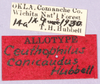 CollectionObject 1499643; 44b81869-ac6e-42a8-928e-e5d58013c8f5: labels (allotype). (CollectionObject).