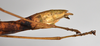 CollectionObject 1559854; NTUC 742, others barcoded, 616422ea-83f3-438c-83a2-d178842e7333: copyright NTUC. female: end of abdomen, lateral view (syntype). (CollectionObject).