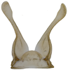 Subgenital plate, ventral view on Andanus sordidus (Lozada, 1998): ventral view. (Observation).