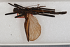 CollectionObject 1561461; 1d77f75d-7c03-42e0-8087-c393aa10e6dc: copyright USNM, Washington. female (holotype). (CollectionObject).