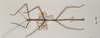 CollectionObject 1558102; 39d15f95-cee6-4278-ab2e-f1dfbc95d897: copyright OUMNH. male (holotype). (CollectionObject).