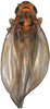 Habitus, dorsal view on Anufrievia sphenoides Yang & Zhang, 2018: Habitus. (Observation).