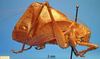 CollectionObject 1530690; 79a2546f-0856-4929-be33-f16e55ae0758, DORSA STcorabrS01: male, lateral view (holotype). (CollectionObject).