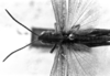 CollectionObject 1530370; 0a5079a7-d8b8-4e7d-a6ca-d299f91eccbf: Image Carbonell, C.S. male head and pronotum, dorsal view (holotype). (CollectionObject).