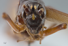 CollectionObject 1527053; 593527e9-da88-474e-8ce1-c70a6aeb1efd: female, frontal view (holotype). (CollectionObject).
